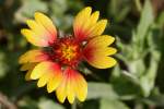 Firewheel / Indian Blanket