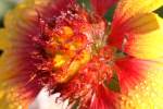 Firewheel / Indian Blanket