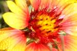 Firewheel / Indian Blanket