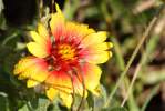 Firewheel / Indian Blanket