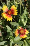 Firewheel / Indian Blanket