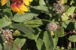 Firewheel / Indian Blanket