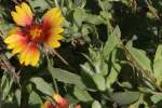 Firewheel / Indian Blanket