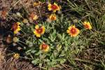 Firewheel / Indian Blanket