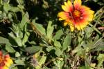 Firewheel / Indian Blanket