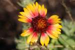 Firewheel / Indian Blanket