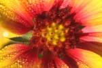 Firewheel / Indian Blanket