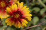 Firewheel / Indian Blanket