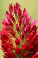 Crimson Clover