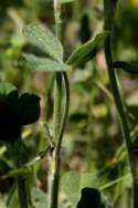 Crimson Clover