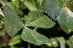 Crimson Clover