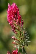 Crimson Clover