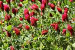 Crimson Clover