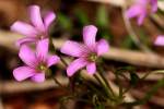 Windowbox Woodsorrel