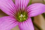 Windowbox Woodsorrel