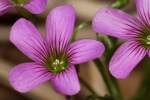 Windowbox Woodsorrel