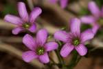 Windowbox Woodsorrel