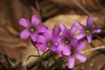 Windowbox Woodsorrel