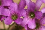 Windowbox Woodsorrel