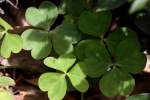 Windowbox Woodsorrel