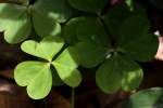 Windowbox Woodsorrel