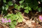 Windowbox Woodsorrel