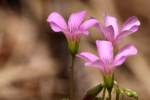 Windowbox Woodsorrel