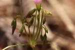 Windowbox Woodsorrel