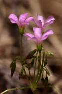 Windowbox Woodsorrel