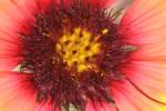 Firewheel / Indian Blanket