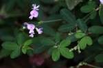 Creeping Bush Clover