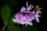 Creeping Bush Clover