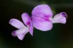 Creeping Bush Clover