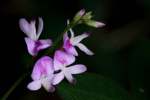 Creeping Bush Clover