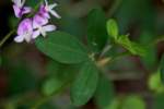 Creeping Bush Clover