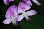 Creeping Bush Clover