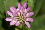 Persian Clover