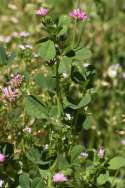 Persian Clover