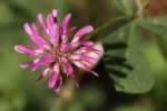 Persian Clover