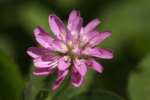 Persian Clover