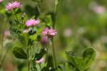 Persian Clover