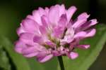 Persian Clover