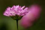 Persian Clover