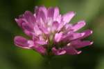 Persian Clover