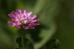 Persian Clover