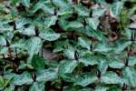 Toadshade / Red Trillium