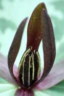 Toadshade / Red Trillium