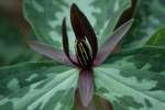 Toadshade / Red Trillium