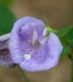 Spurred Butterfly Pea