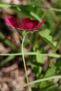 Fringed Poppy Mallow